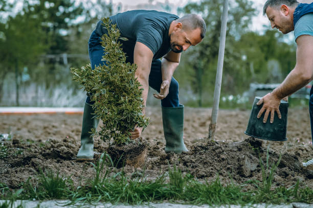 Reliable Lexington, MS Tree Services Solutions